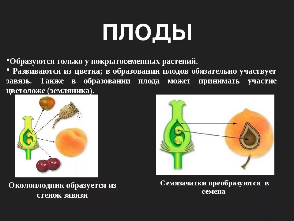 Почему плоды образуются. Образование плода у цветковых растений 6 класс. Плоды с семенами у покрытосеменных растений образуются из. Биология 6 класс образование плода. Образование плодов и семян у растений.