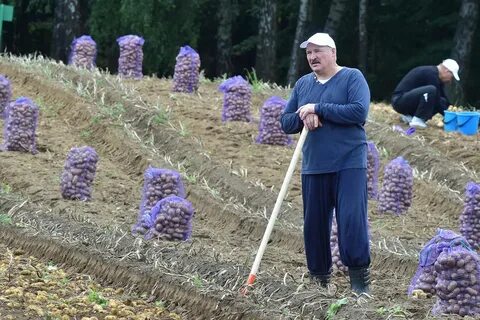 Выращено белорусами