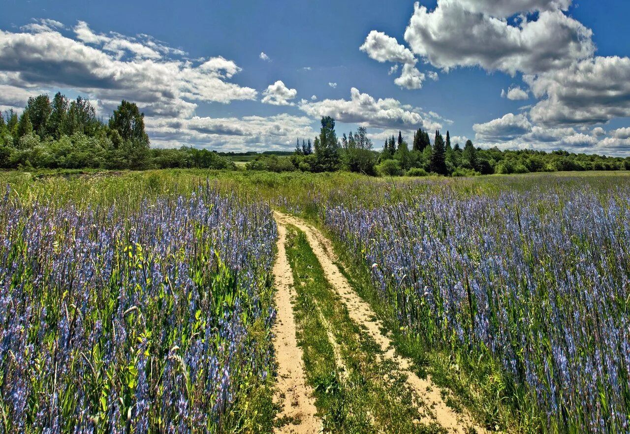 Летний полдень. Июньский полдень. Природа в полдень. Июнь пейзаж. Summer noon