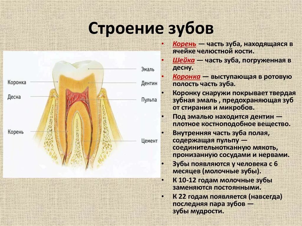 Зуб 1 8