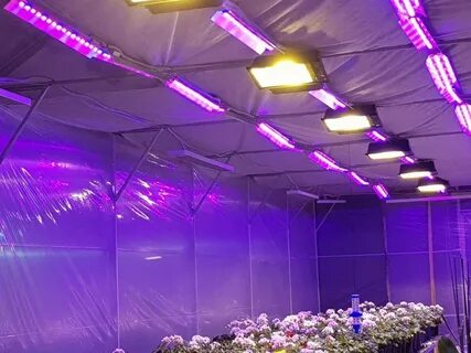 Свет светодиодных ламп для растений