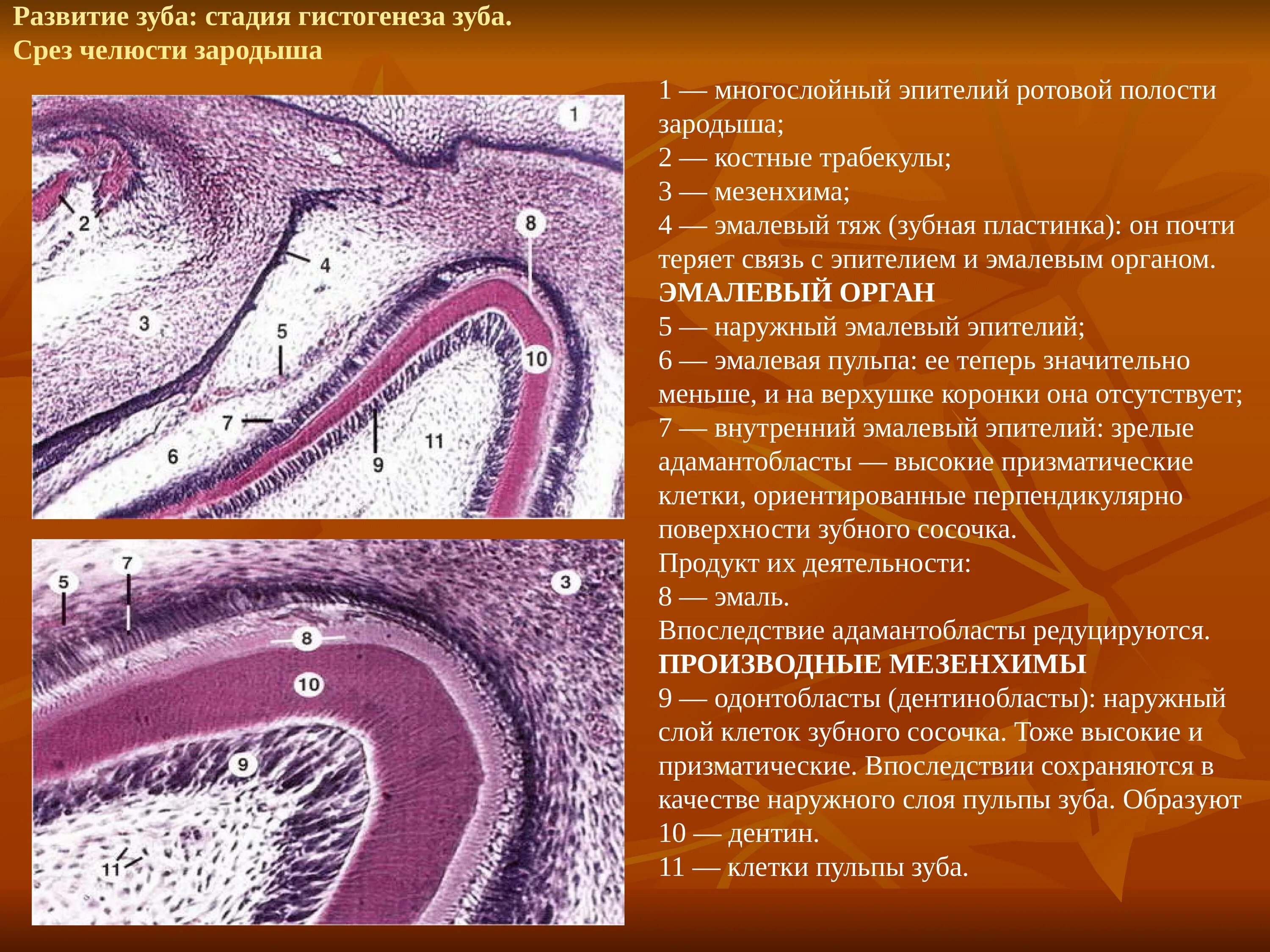 Стадии развития зуба. Поздняя стадия развития зуба гистология препарат. Стадии гистогенеза зуба гистология срез челюсти зародыша. Ранняя стадия развития зуба гистология препарат. Периоды развития зубов гистология.