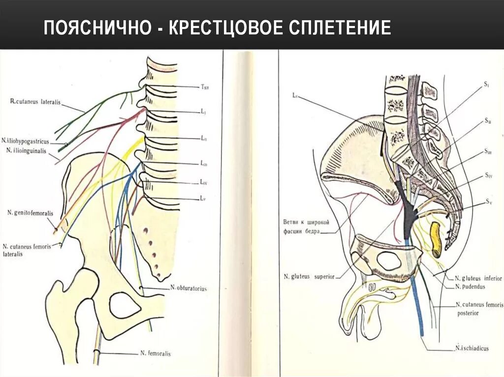 Поясница схема. Крестцово копчиковое сплетение схема. Схема распределения нервов пояснично-крестцового сплетения. Крестцовое нервное сплетение анатомия. Ветви крестцового сплетения схема.