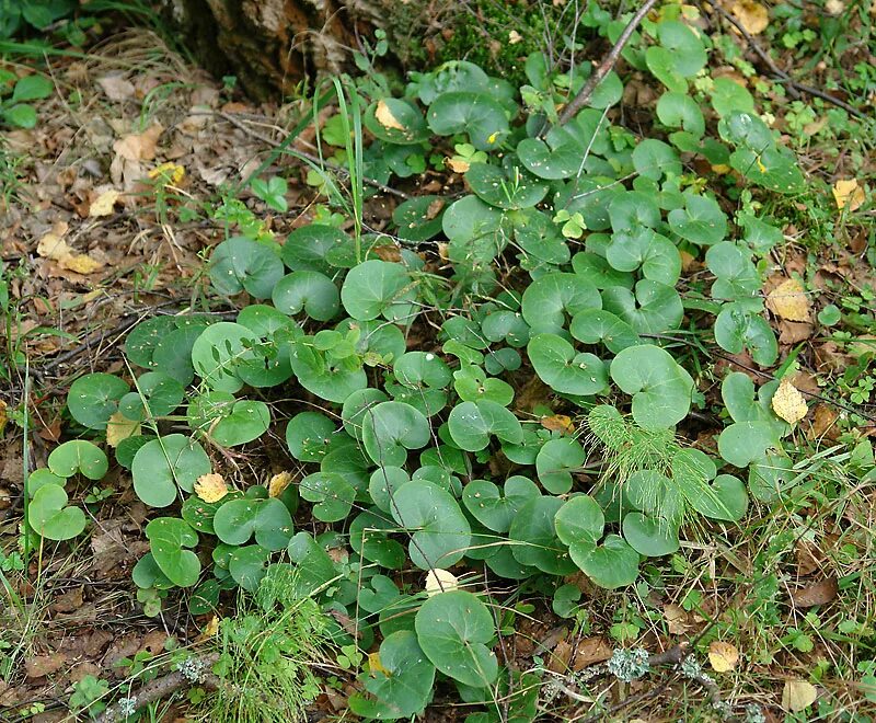 Копытень европейский asarum europaeum. Копытень европейский кислица. Копытень (asarum). Копытень почвопокровный. Копытень европейский цветет.