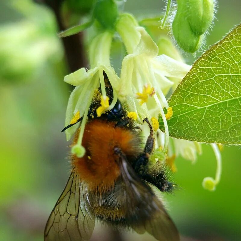 Шмель собирает нектар. Шмель собирает нектар. Лесные пчелы. Шмель шренка. Шмель в пыльце.