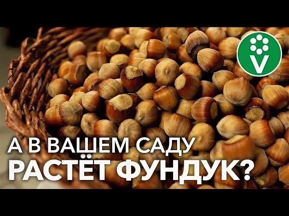 Пекан орех очищеннй ,половинки ЮАР,500гр - купить с доставкой по выгодным ценам 