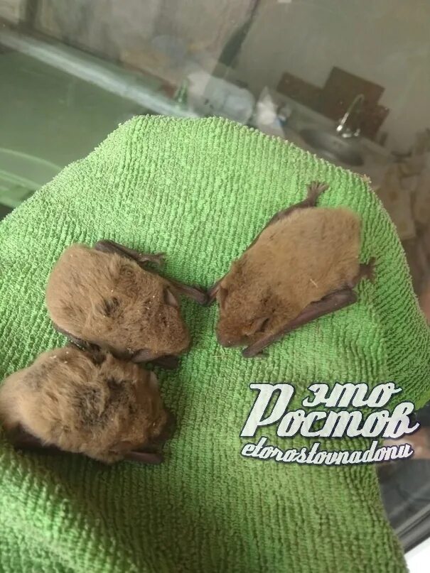 Мыши ростовской области. Рукокрылые лапы. Московский зоопарк летучие мыши. Свиноносая летучая мышь. Летучие мыши в самарской области.