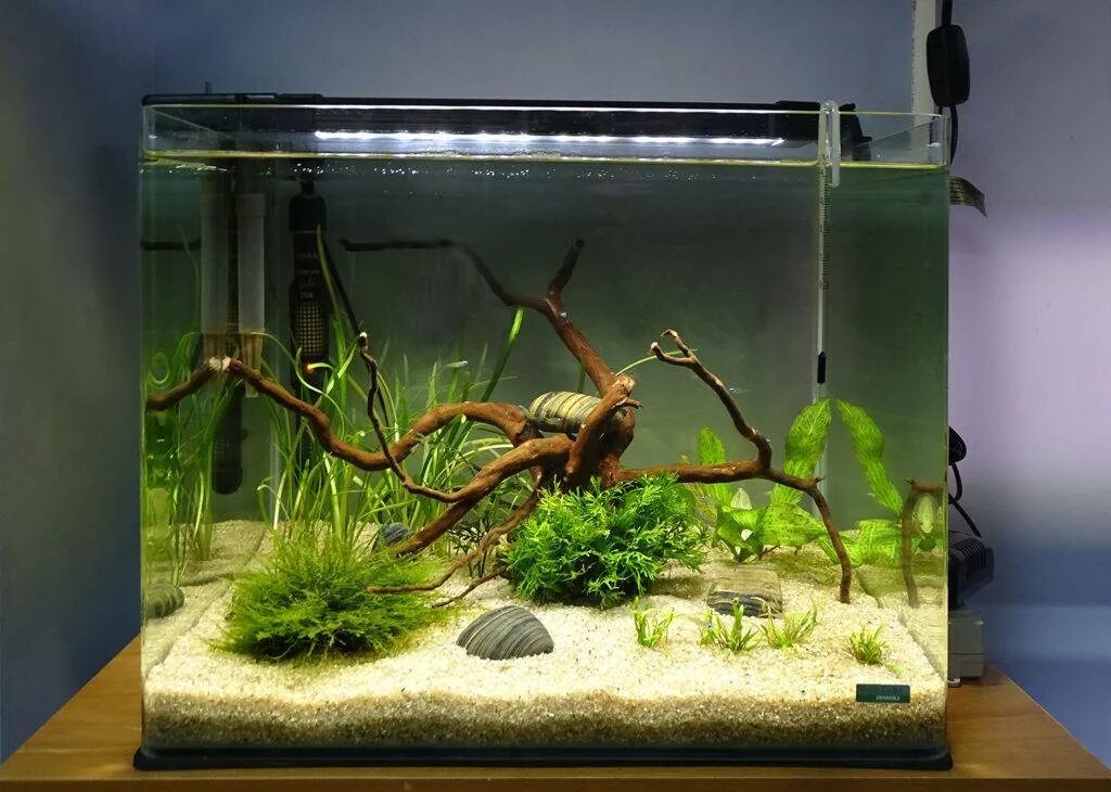 Запуск нового аквариума. Запущенный аквариум с рыбками. Аквариум для начинающих. Аквариум с живыми растениями 100л. Запуск аквариума с растениями.