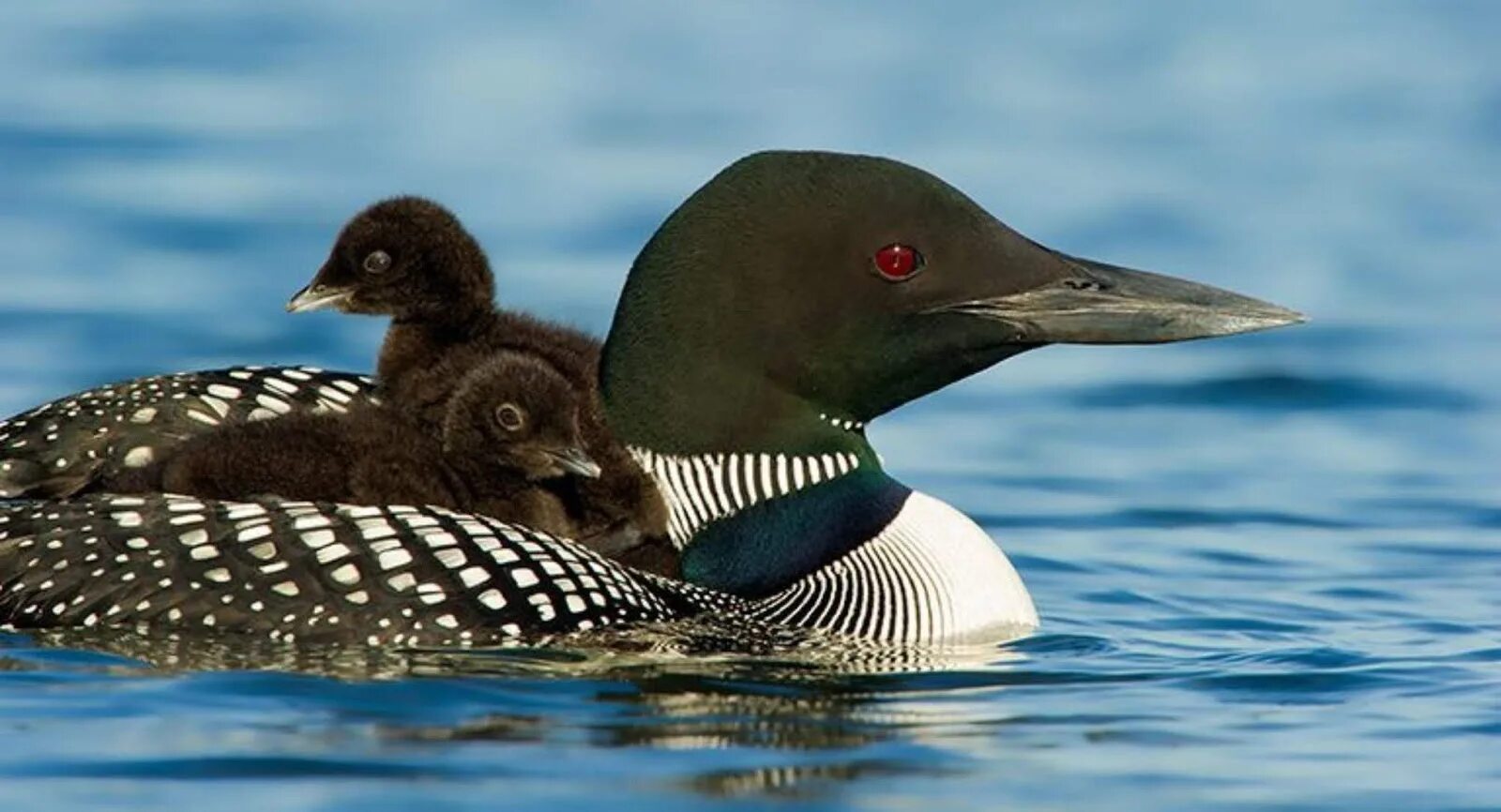 Информация о птице гагарка. Птенцы гагары на спине родителей. Гагары в арктике. Черноклювая (полярная) гагара. Гнездо гагарки.