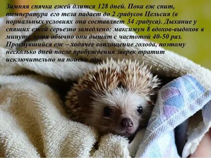 Сон много ежиков