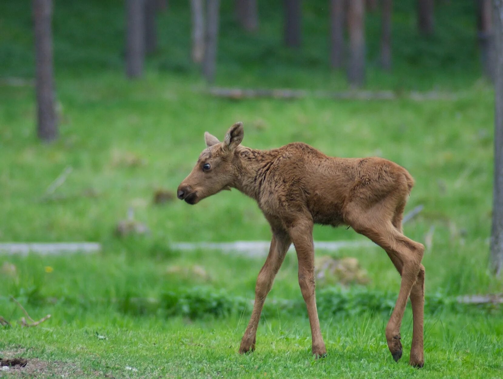Как называется лось. Лосиха с лосенком. Почему лось сохатый. Лось (лат. Животные марий эл.