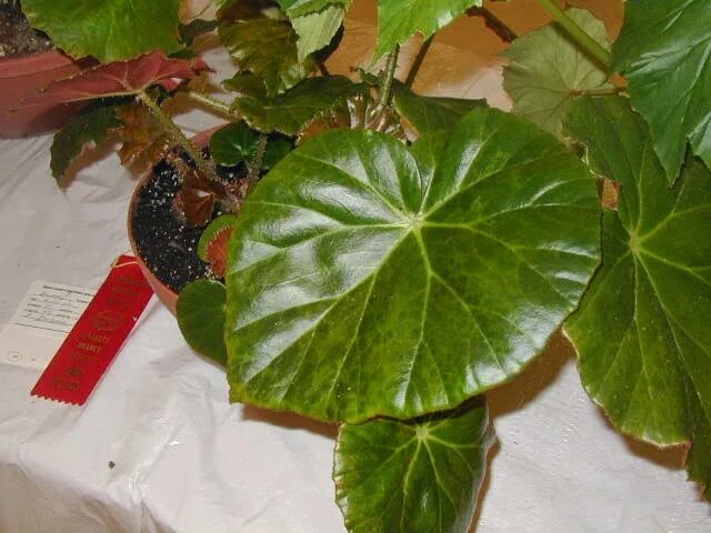 Почему бегония не цветет а растет. Бегония red fred. бегония manicata aureomaculata. бегония не цветущая. цветет ли бегония.