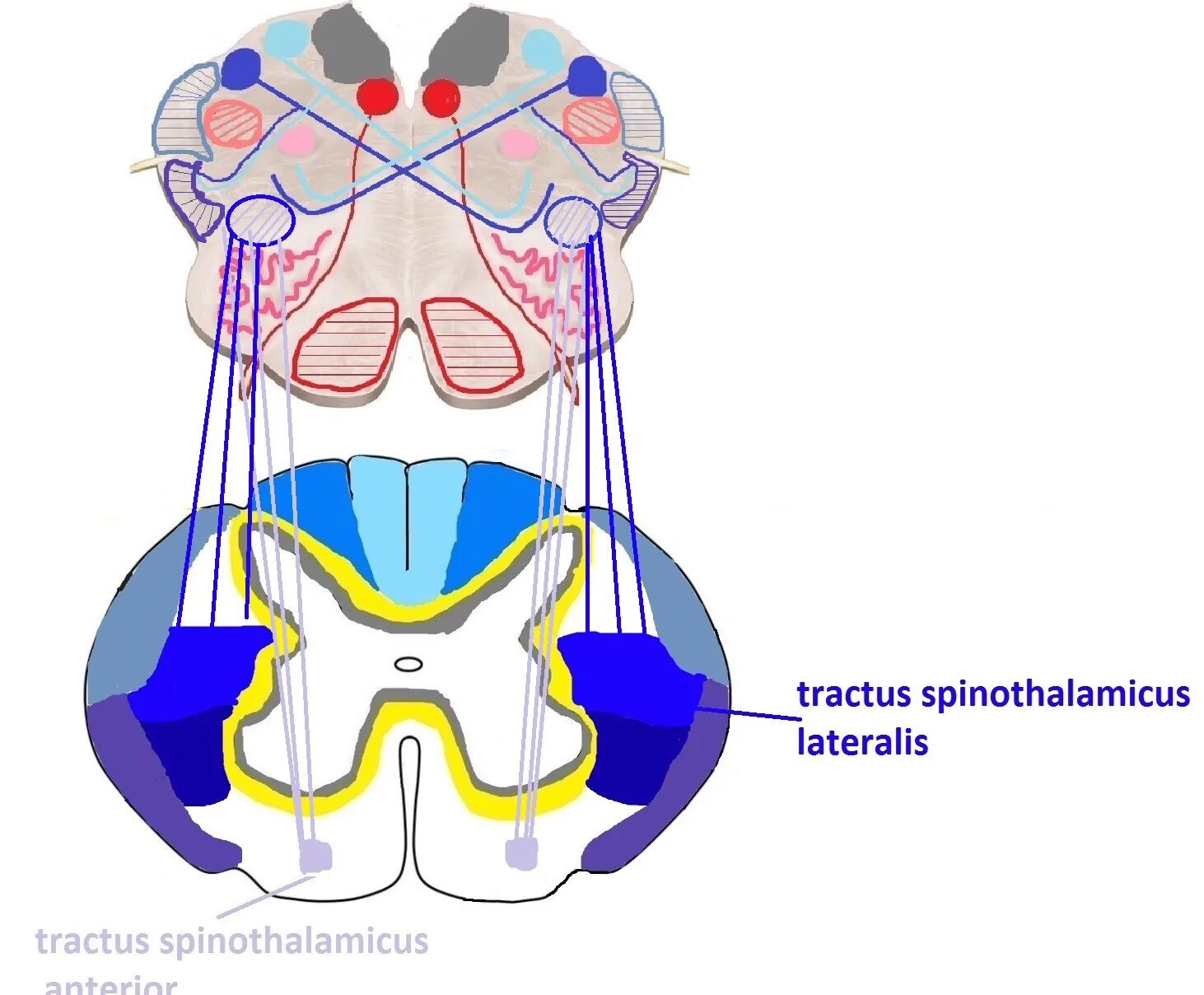 Спинно таламический. Спинно таламический тракт. Таламический мозг. Преддверно спинномозговой путь. Таламический мозг анатомия.