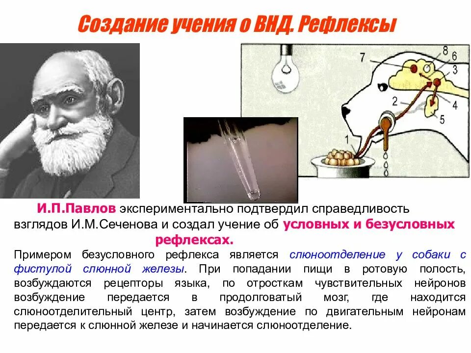 Учение о высшей нервной деятельности создал и п Павлов. Учение и.п. Павлова о рефлексах.. И.П. Павлов о высшей нервной деятельности рефлексы. Учение Академика и. п. Павлова о высшей нервной деятельности.