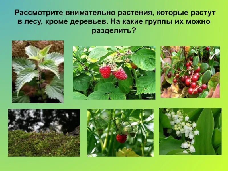 Рассмотрите фотографии растений. Растения которые растут в лесу. Растения растущие в лесах. Расенякоорые растут в лесу. Растения произрастающие в лесах.