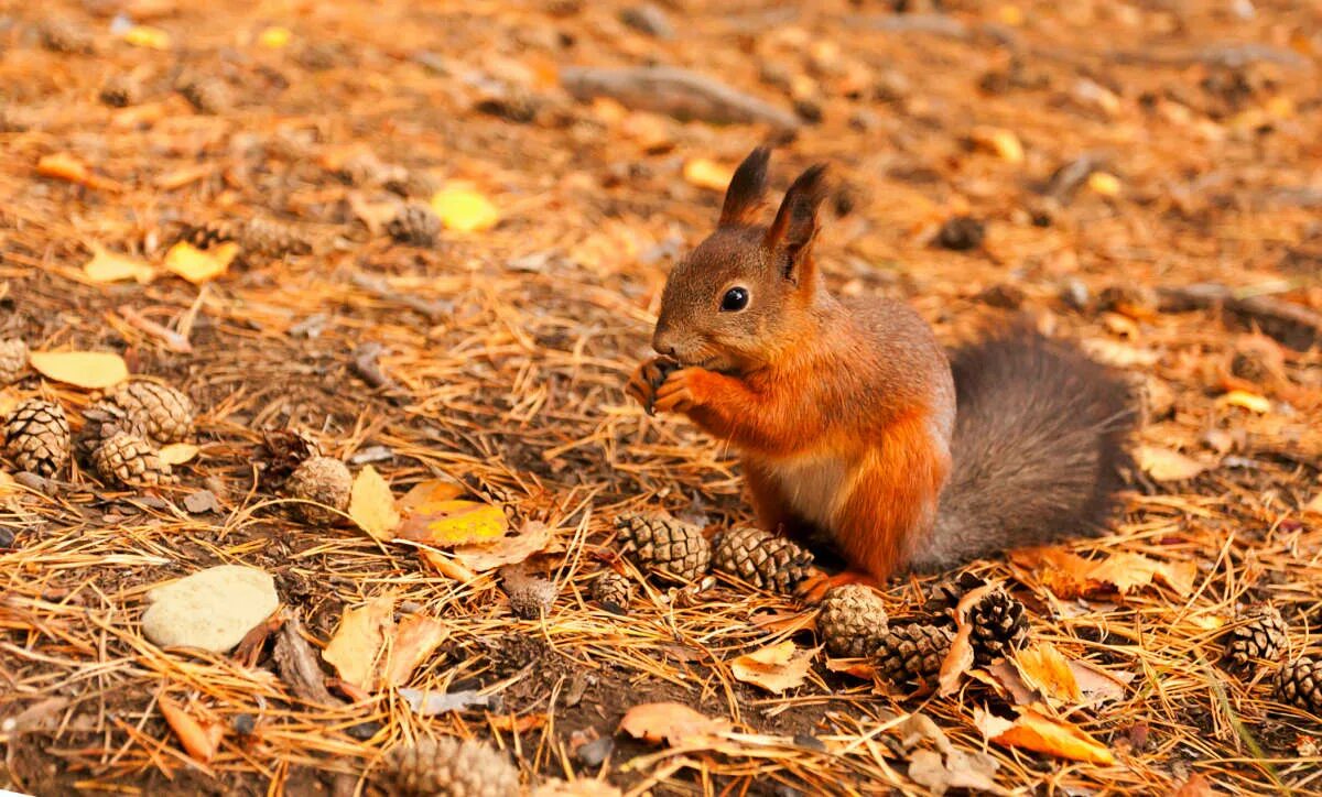 белка осенью меняет шубку. изменения животных осенью. заяц меняет шубку. лиса осенью меняет шубку. белка осенью меняет шубку.
