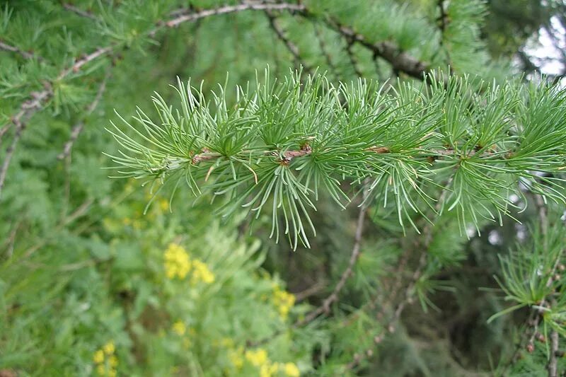 Лиственница комарова. Лиственница Larix Leptolepis. Larix kaempferi Larix Leptolepis лиственница японская или тонкочешуйчатая. Лиственница японская Кемпфера. Лиственница Таганай.