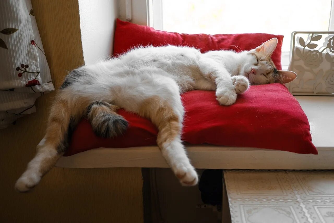 Прекрасная лень. Спящий кот. Спящие котики. Котик в кровати.