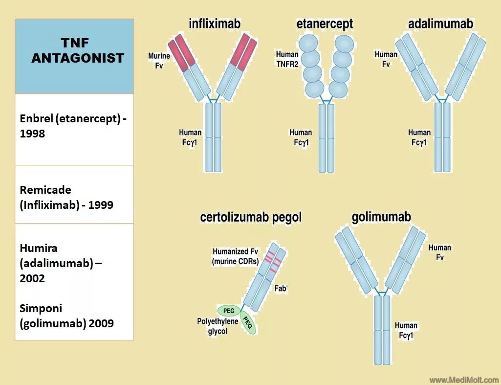 Иммунные антитела 1 4. Этанерцепт 50 мг. Адалимумаб, этанерцепт. Этанерцепт структура. Этанерцепт строение.