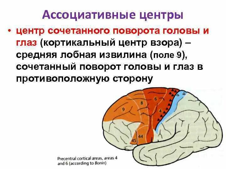 Центр поворота головы и глаз. Центр сочетанного поворота головы. Двигательный центр сочетанного поворота головы и глаз. Центр сочетанного поворота головы и глаз в противоположную сторону. Корковая активность головного мозга