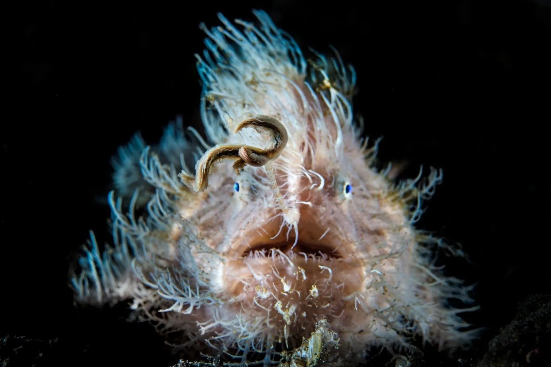 Почему обитатели живущие на дне океана испытывают. Обитатели морских глубин. Обитатели глубин океана. Странные морские существа. Страшные морские существа.