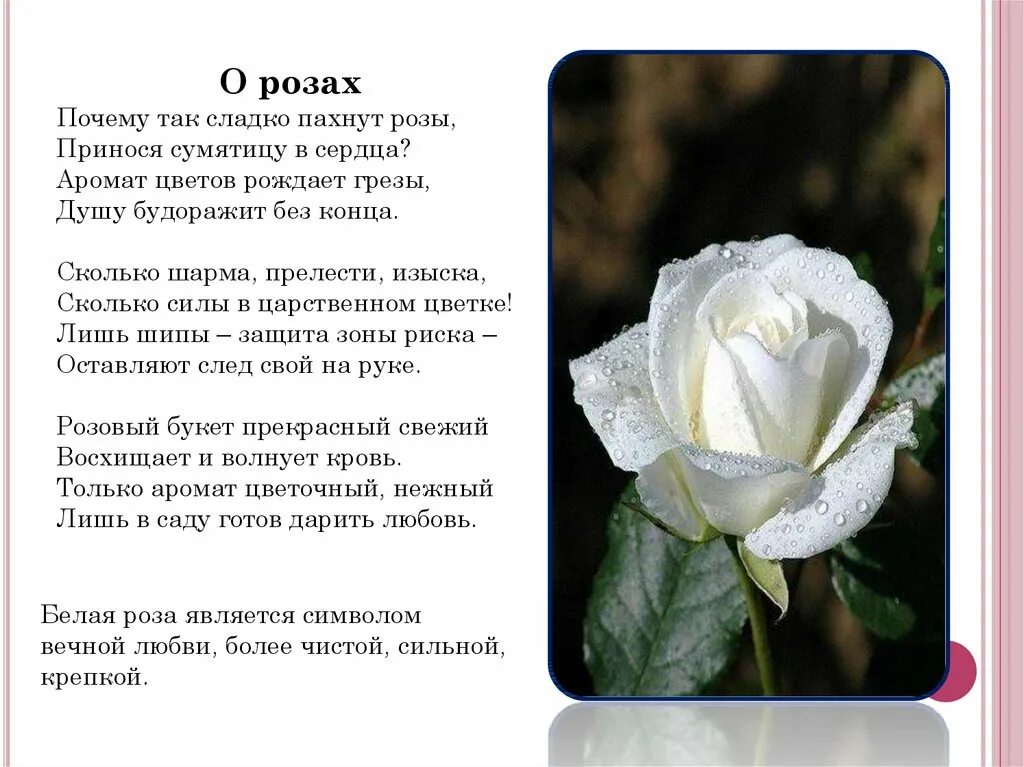 Почему розу назвали розой. Стихотворение про белые розы. Стихотворение про розу. Стихи белые розы. Информация о Розе.