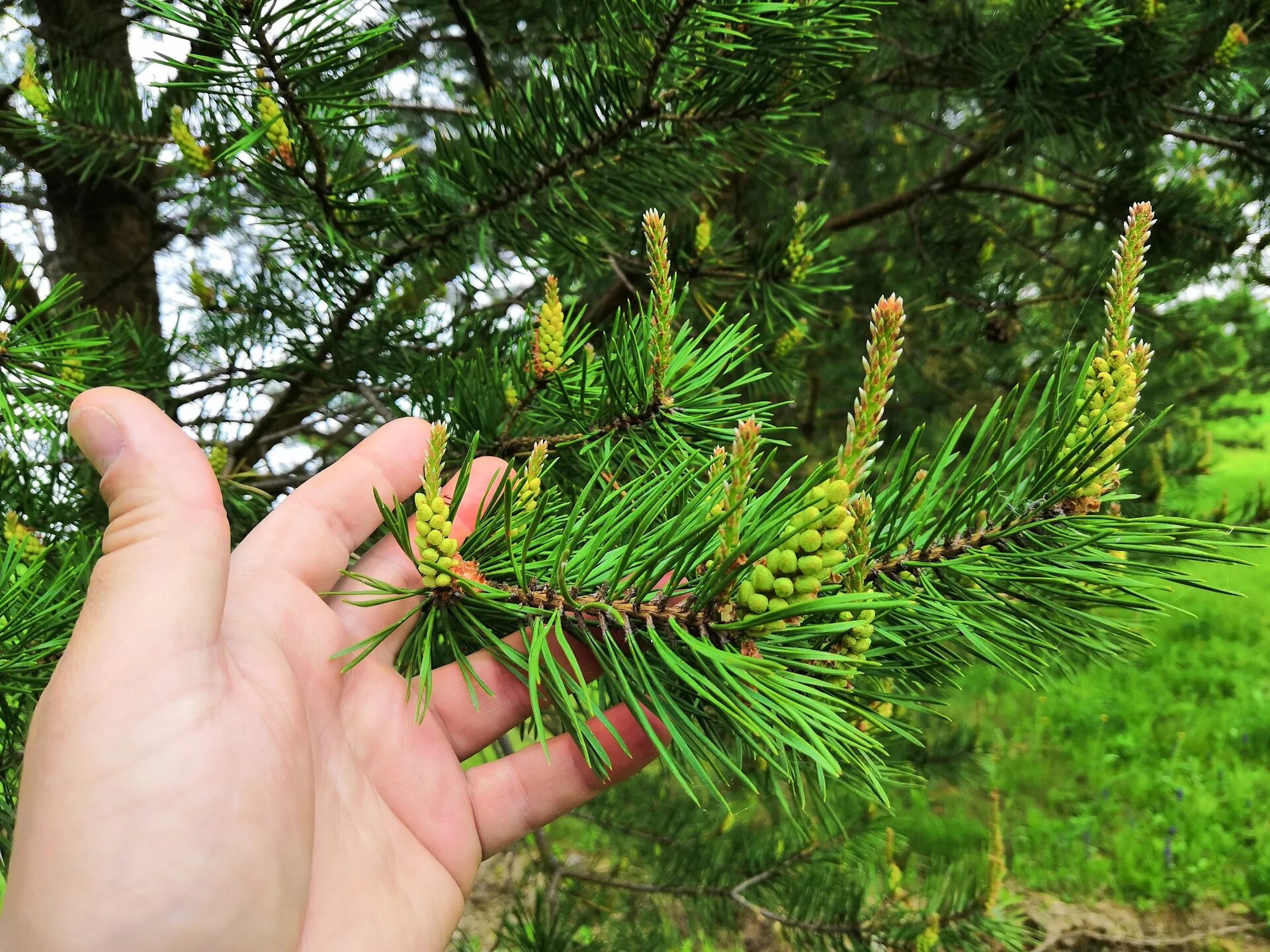 Хвойные побеги. Сосна обыкновенная (Pinus Sylvestris) побеги. Брахибласт сосны обыкновенной. Pinus Sylvestris compressa. Сосна обыкновенная побег с хвоинками.