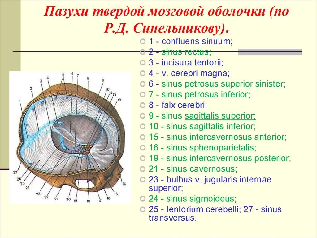 Синус оболочки мозга