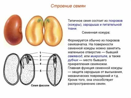 Зародыш семени однодольных и двудольных