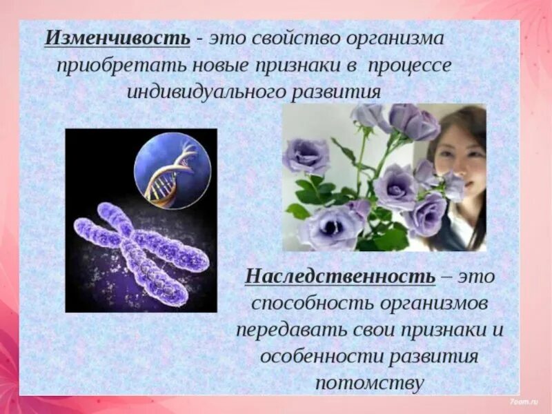 Способы поведения. Наследственность и изменчивость свойства организмов. Признаки наследственные и приобретенные презентация. Свойства живых организмов наследственность и изменчивость. Наследственная и ненаследственная изменчивость.