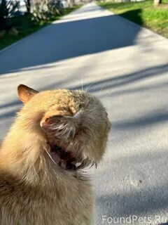 Обратный кот