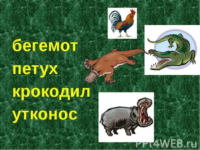 Стишки про бегемота. Составьте рассказ со словами бегемот. Стих про гиппопотама. Бегемот задания для дошкольников. Стишок про бегемота для детей.