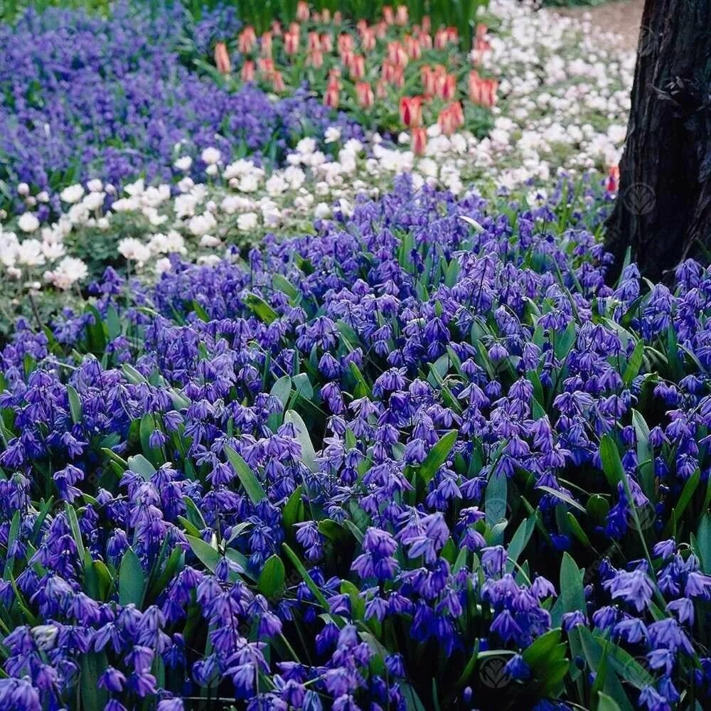 Мускари Сцилла Сибирская. Пролеска Сибирская Scilla Siberica. Крокусы, пушкиния, Сцилла. Пролеска Сцилла.