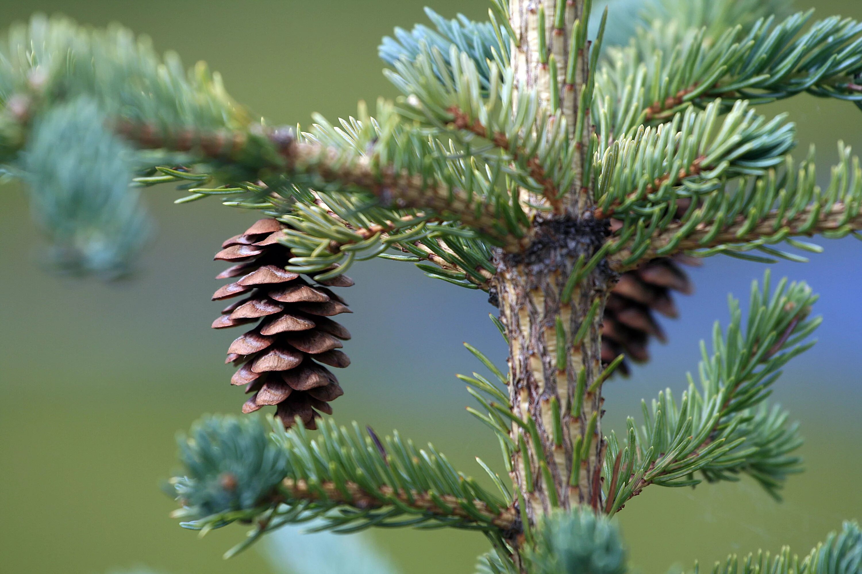 Фотка ели. Ель канадская шишки. Picea glauca. Picea Alba. Ель канадская шишка.