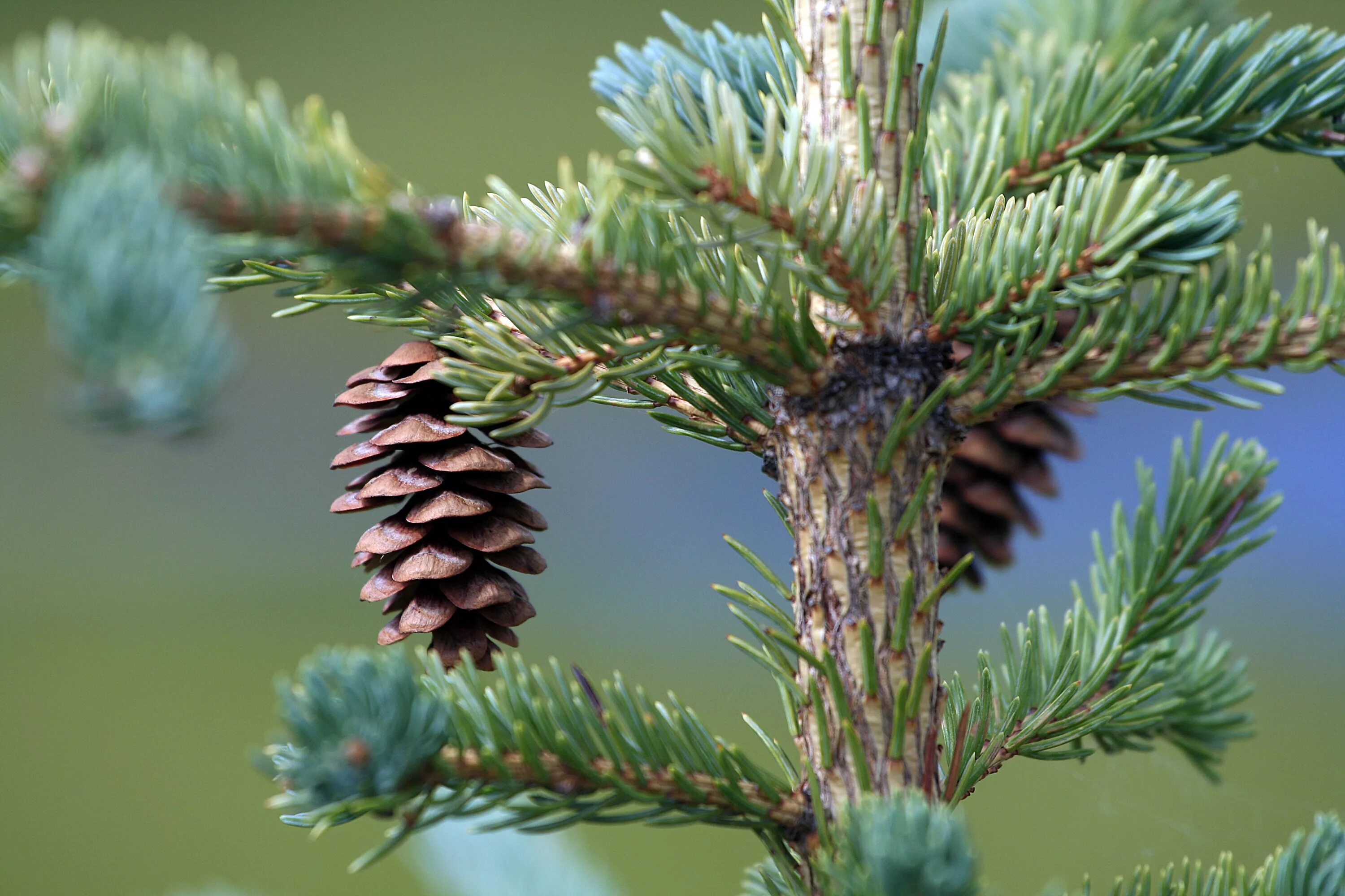 Многообразие ели. Picea glauca шишки. Picea canadensis. Ель Монтгомери. Picea Mariana Beissneri.