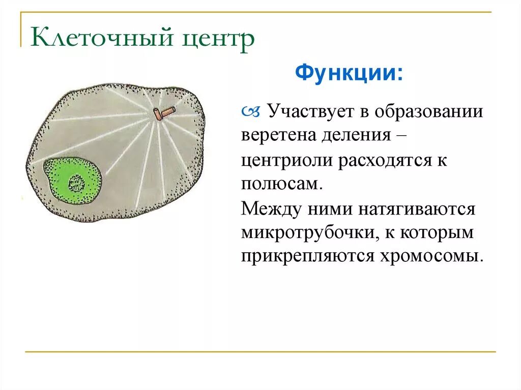 Клеточный центр Веретено деления. Клеточный центр формирование веретена деления. Органоиды клетки клеточный центр функции. Строение веретена деления и ее функции. Какие клетки участвуют в делении