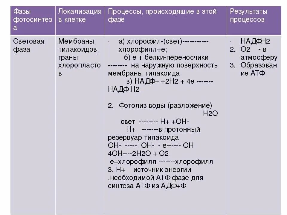 Световая фаза этапы. Процессы Темновой фазы фотосинтеза. Фотосинтез световая и темновая фазы 10 класс. Итоги Темновой фазы фотосинтеза. Световая фаза фотосинтеза процессы таблица.