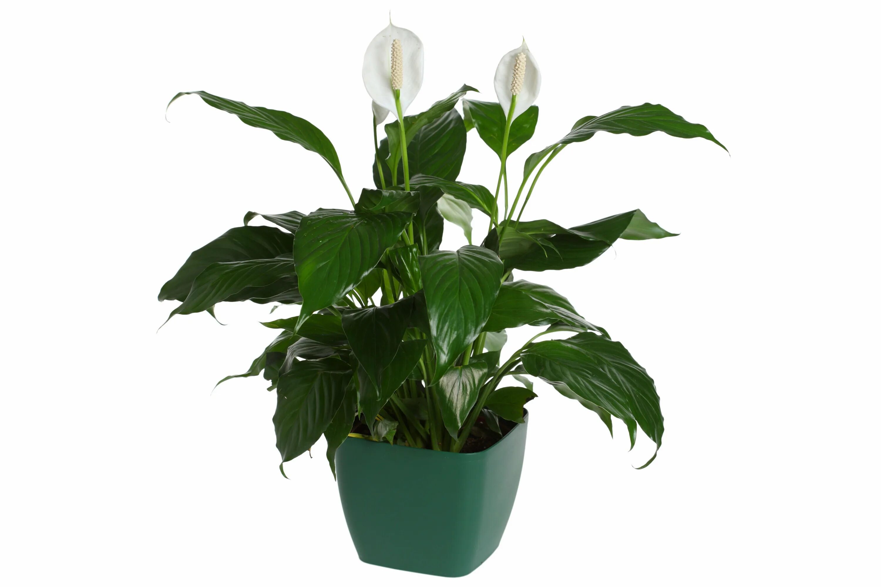 Азалия белая букетная. Домашние цветы комнатные белые. Домашние цветы комнатные белые. Спатифиллум перл купидо. Калла цветок комнатный.