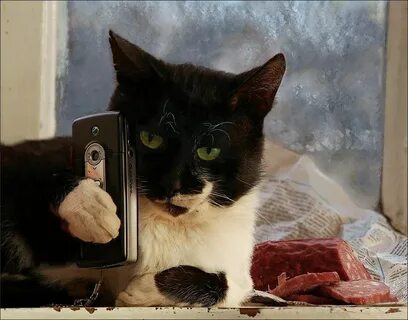Включи телефон кота
