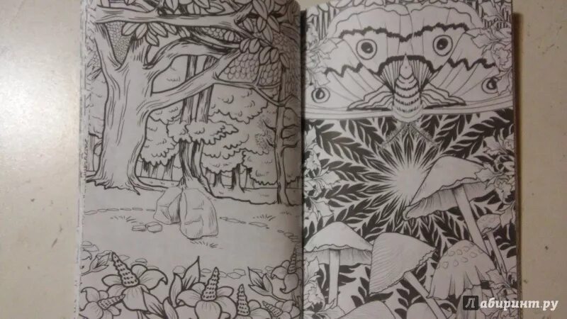 Приключения необычной девочки. Загадочный лес. Таинственный лес книга для детей. Таинственный лес книга. Загадочный лес антистресс.