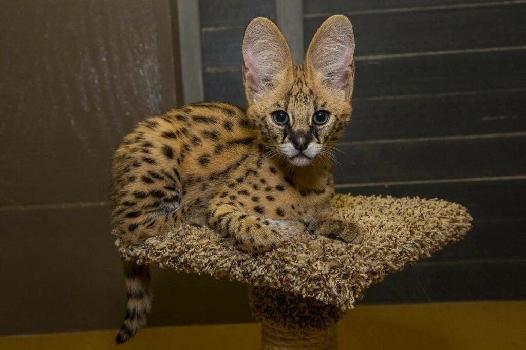 Содержание больших кошек