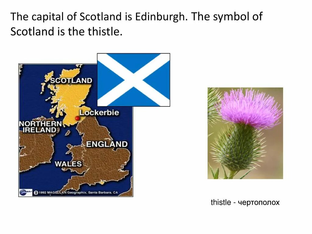 Символ Шотландии. Символ Шотландии на английском. Символ Шотландии чертополох на английском. Чертополох символ Шотландии. Scotland plant symbol