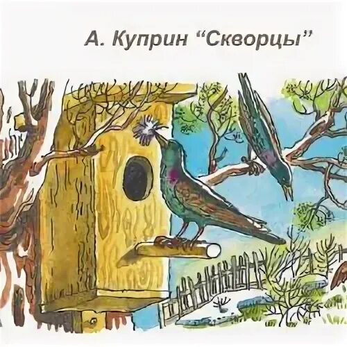 Читательский дневник куприн скворцы. Куприн скворцы. Куприн скворцы план. Скворцы Куприн наблюдатель наблюдательность.