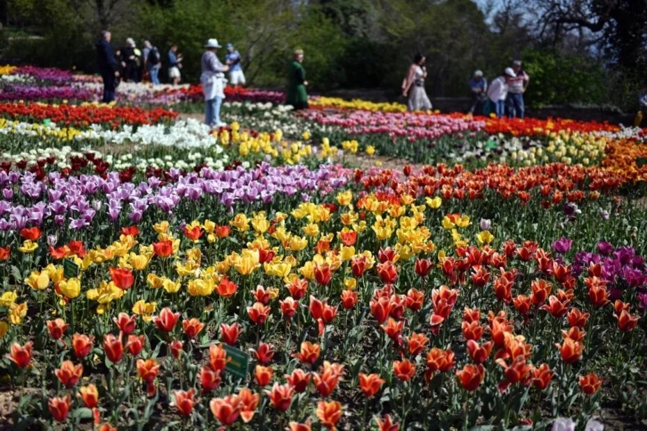 Никитский Ботанический сад фестиваль тюльпанов. Никитский Ботанический сад парад тюльпанов. Сайт Никитского ботанического сада в Ялте тюльпаны. Никитский Ботанический сад тюльпаны.