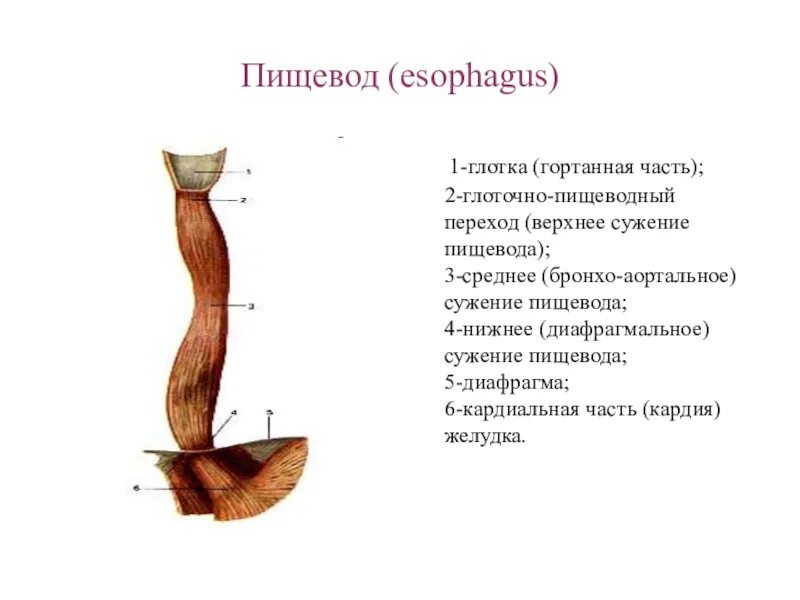 Физиологические сужения пищевода схема. Пищевод строение рисунок. Пищевод строение рисунок. Пищевод строение рисунок. Хирургическая анатомия пищевода.