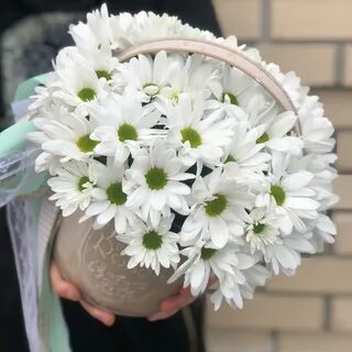 Ромашки волгоград