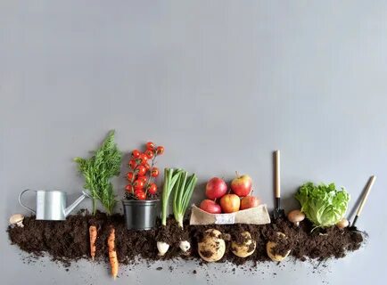 Grow vegetables перевод