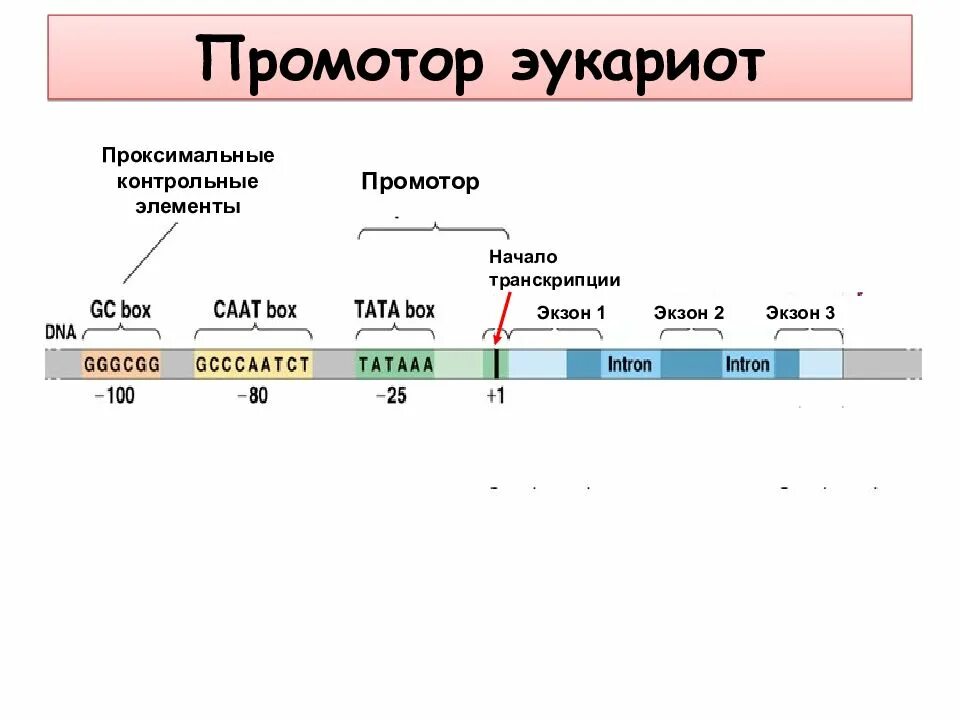 Промотор и терминатор. Структура гена промотон. структура промотора эукариот. транскрипция у эукариот с промотором.