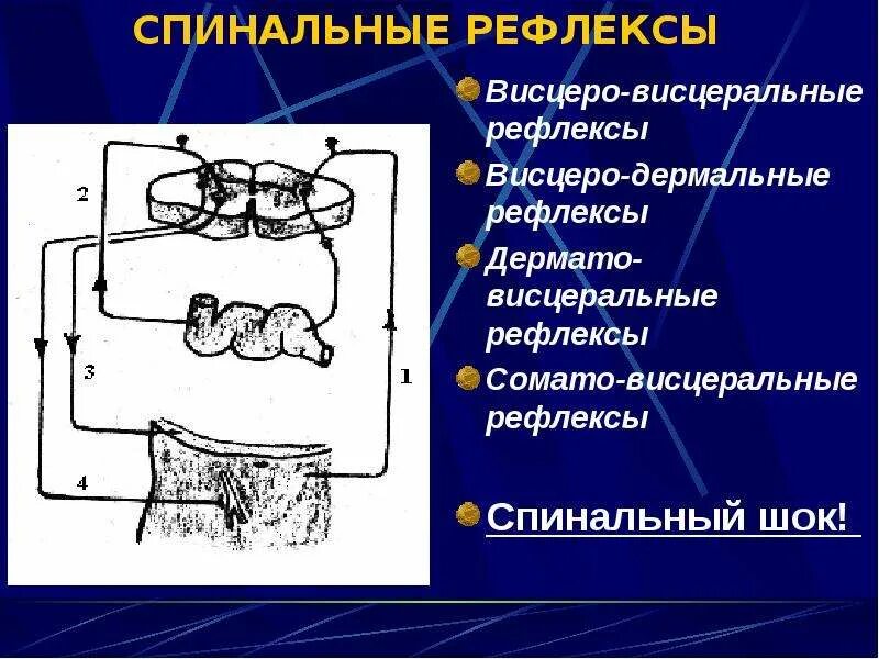 Висцеро соматический рефлекс схема. Сомато висцеральный рефлекс схема. Кожно висцеральный рефлекс. Висцеро-висцеральные рефлексы.