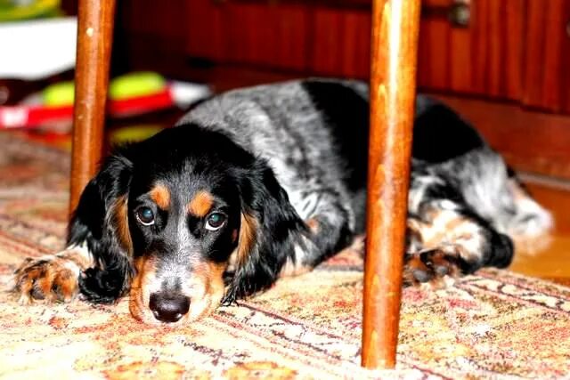 Русский охотничий спаниель черно пегий. Русский спаниель москва. Русский спаниель москва. Русский спаниель щеночки. Русский спаниель альбинос.